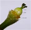   Female flower